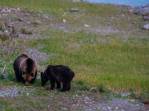 Ursa Grizzly e seu filho se alimentam ao lado de rio na região de Many Glacier, no Glacier Nacional Park, em Montana, nos Estados Unidos